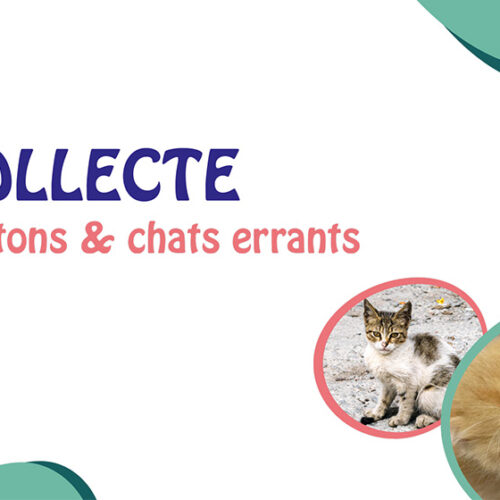 Collecte nourriture pour les chatons