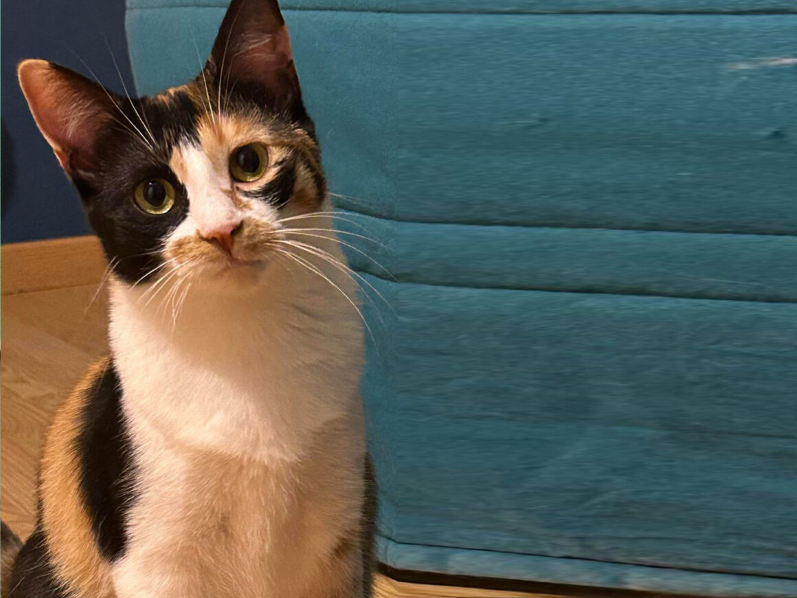 Tasnime Association Les Cat'Pattes