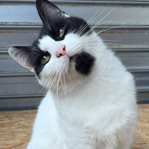 fiche_vignette2 Woodie