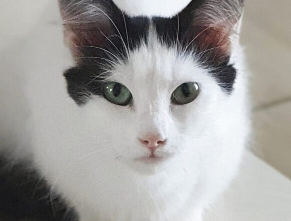 fiche_vignette---Copie Swallow