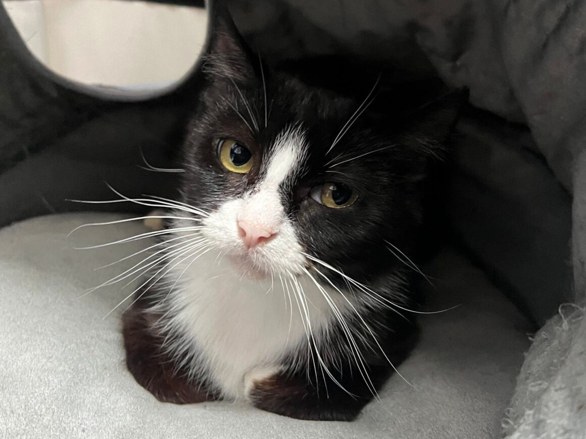 1-Récupéré Katykat