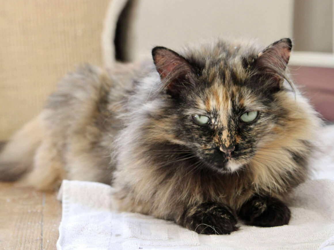 Mirabelle