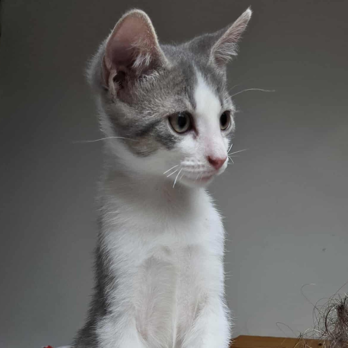 Apollo