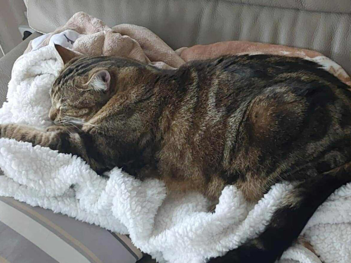 Praline