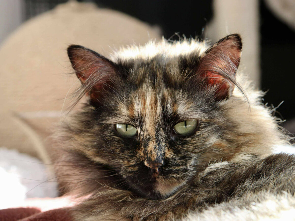 Mirabelle