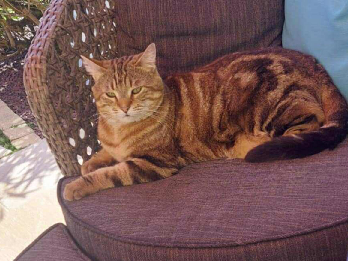 Praline
