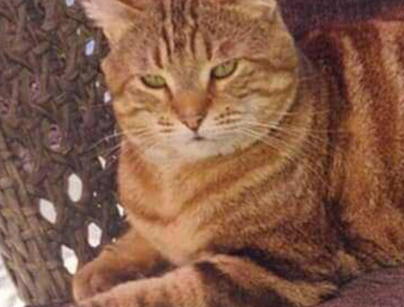 Praline