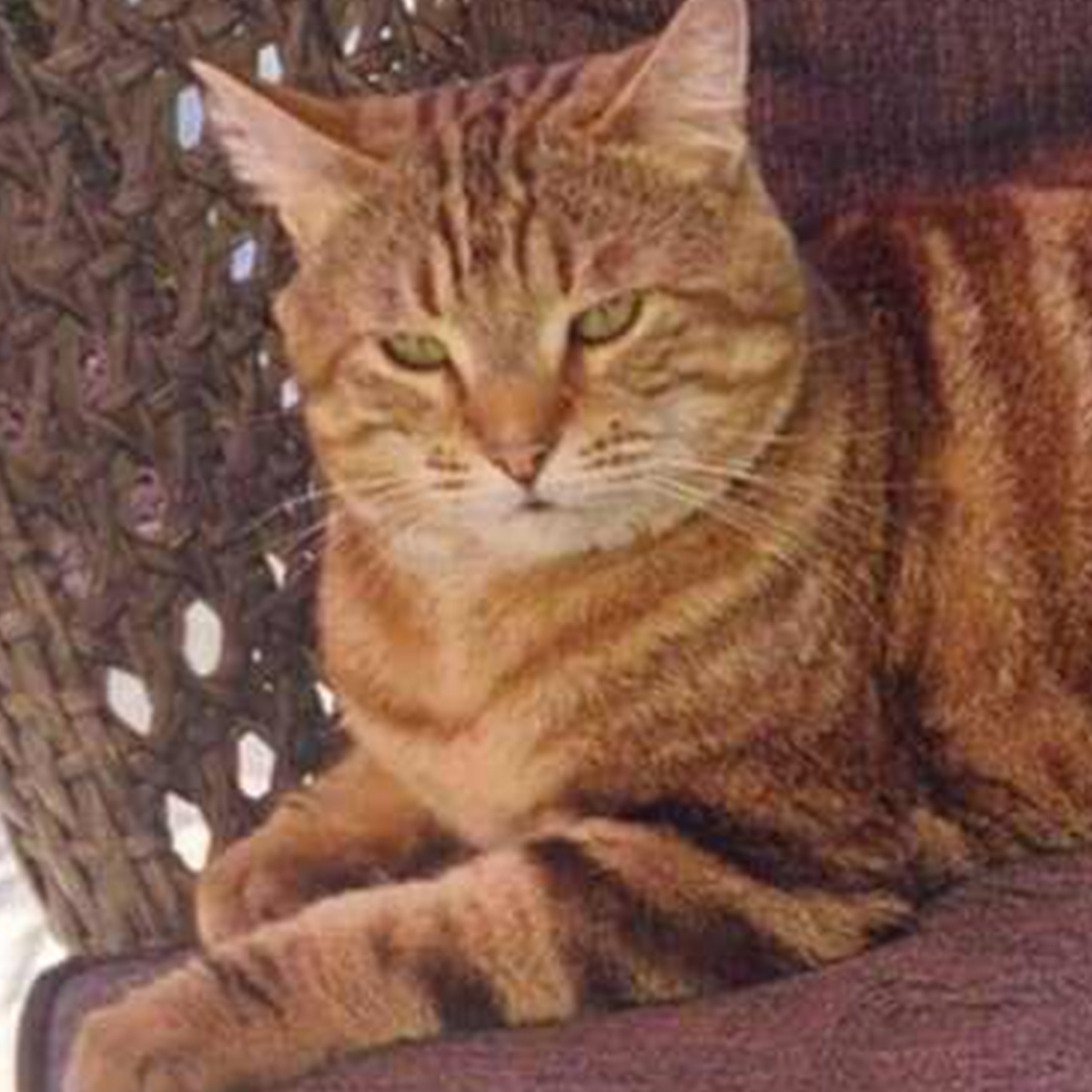 Praline