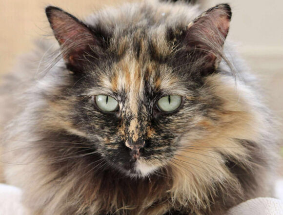 Mirabelle
