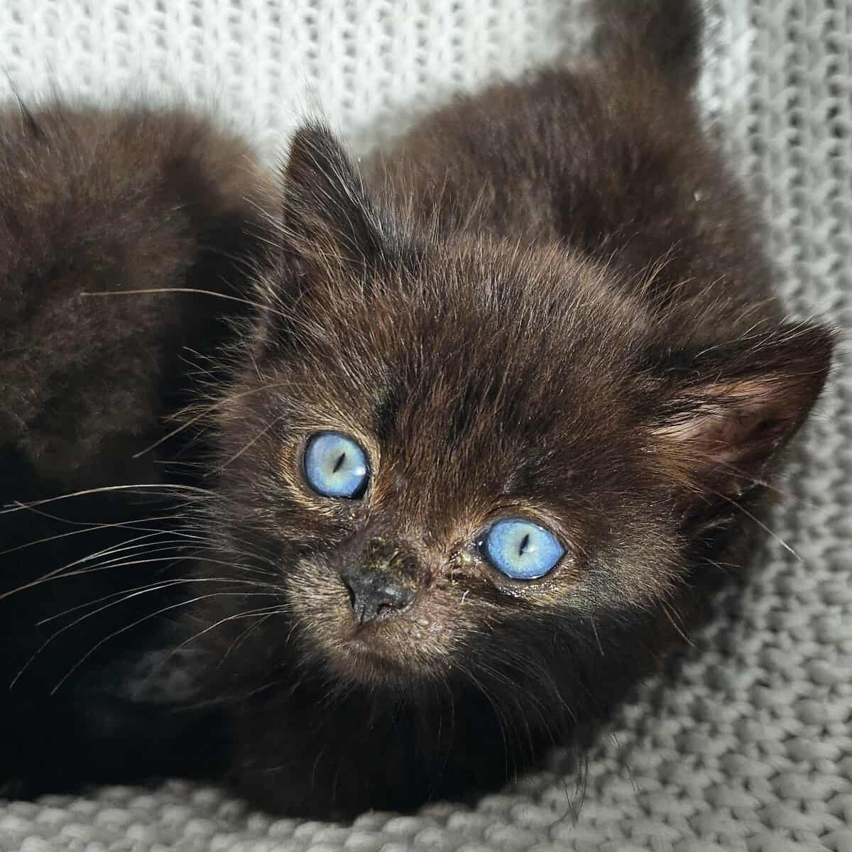 Aqua