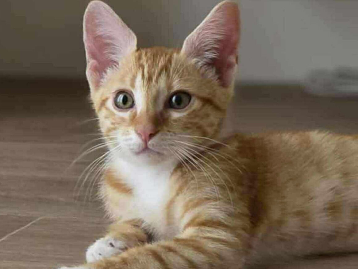 Aslan