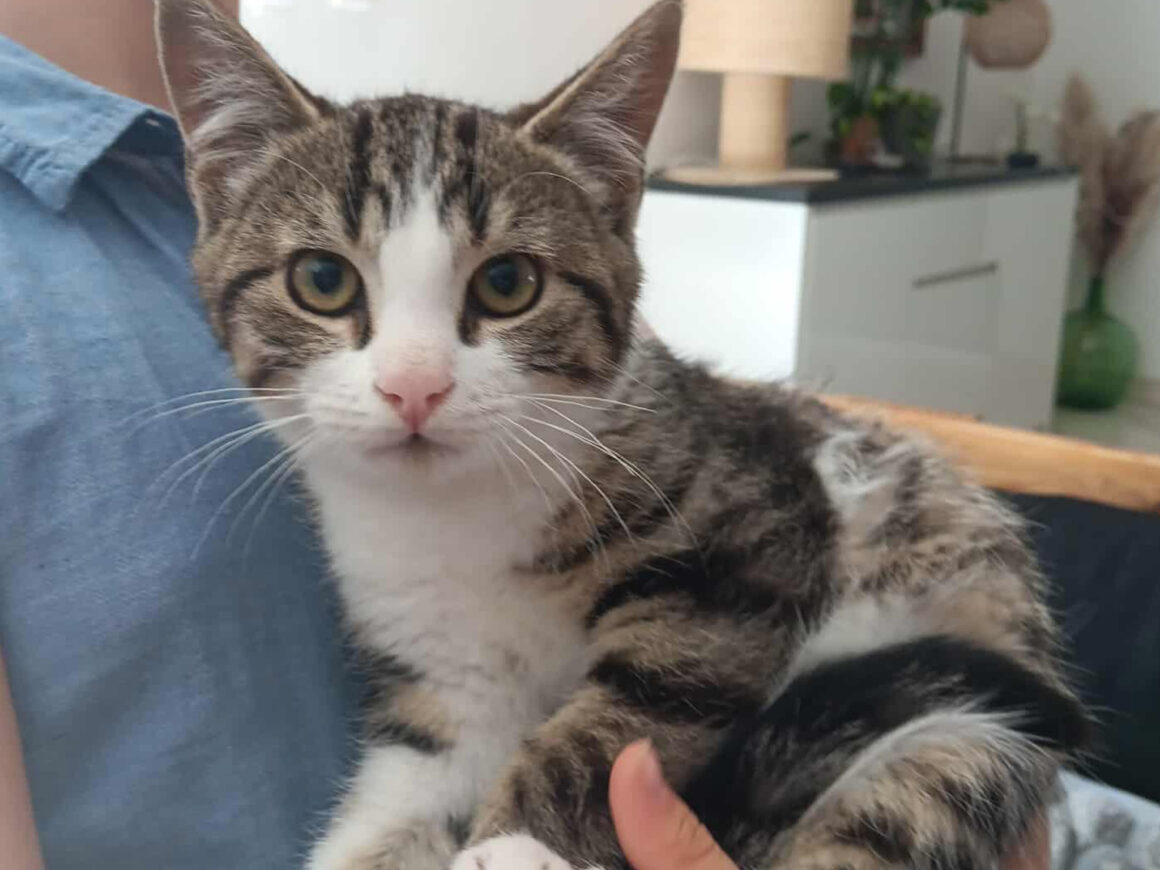 Alf