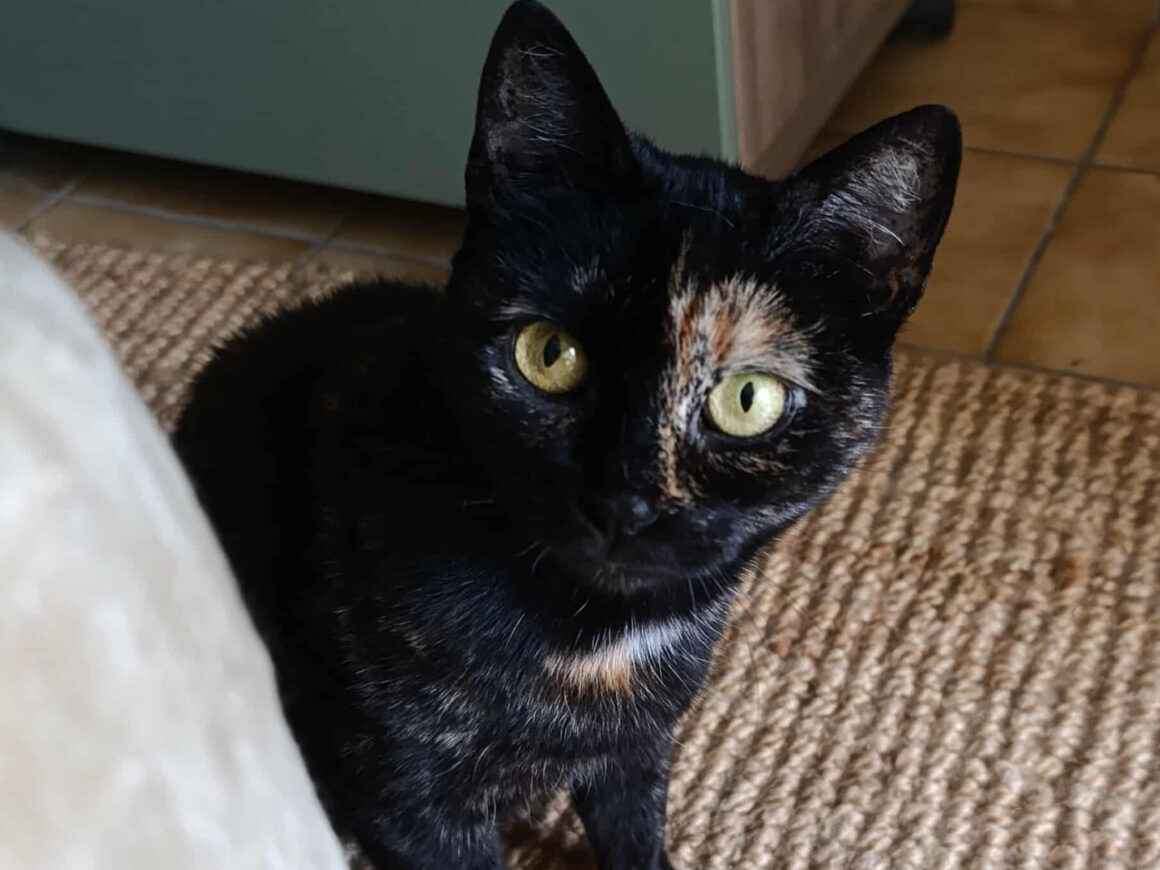 Neela