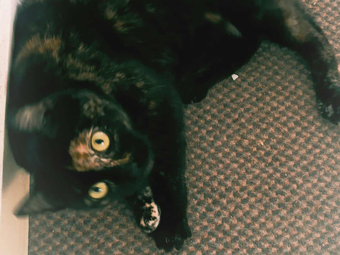 Neela