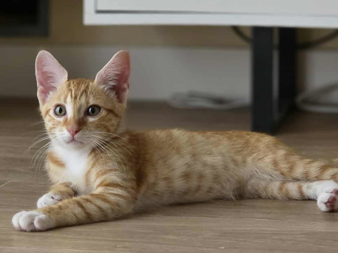 Aslan