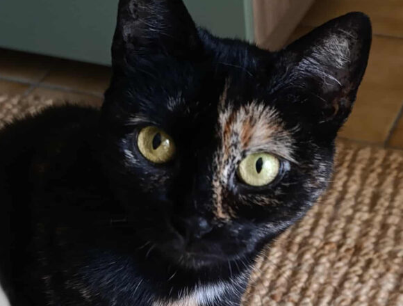 Neela