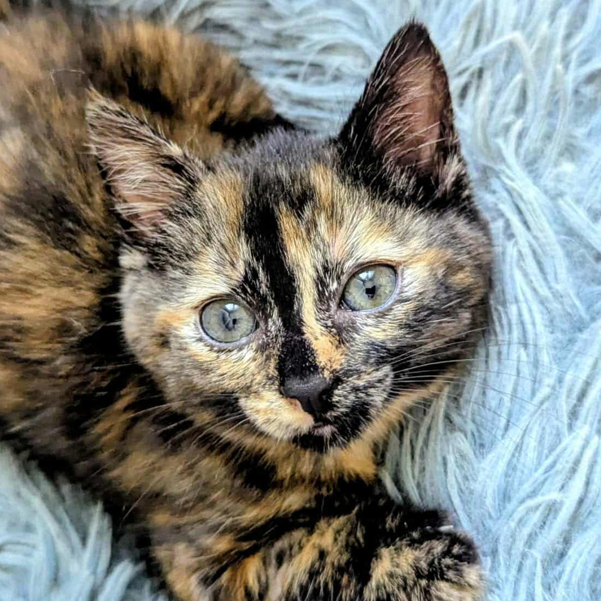 Aelia