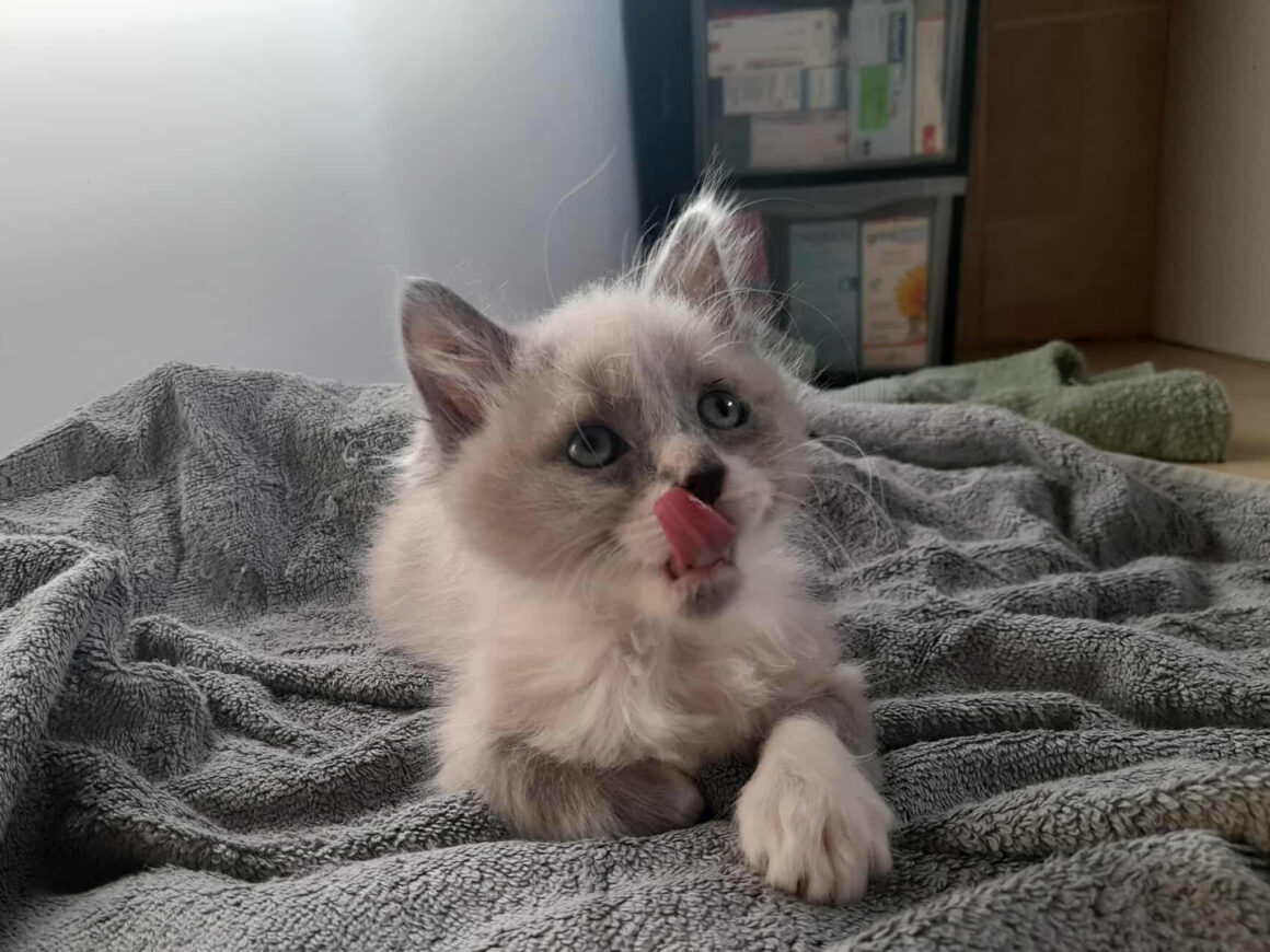 Alonzo