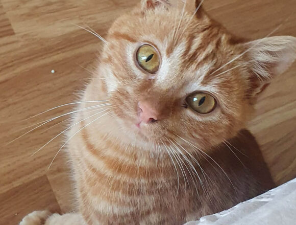 fiche_vignette Apple