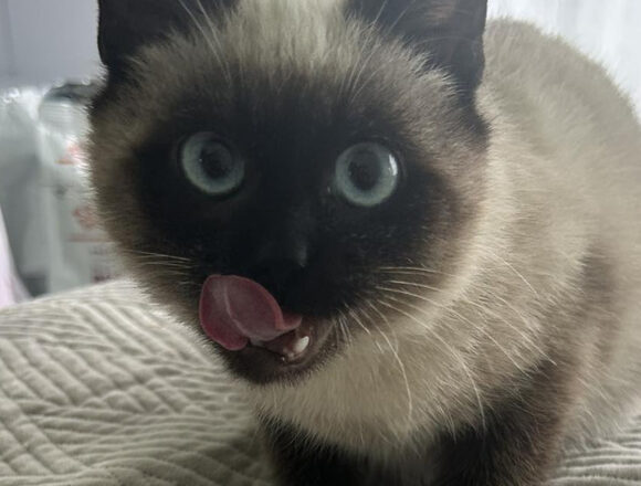 fiche_vignette Apéricube