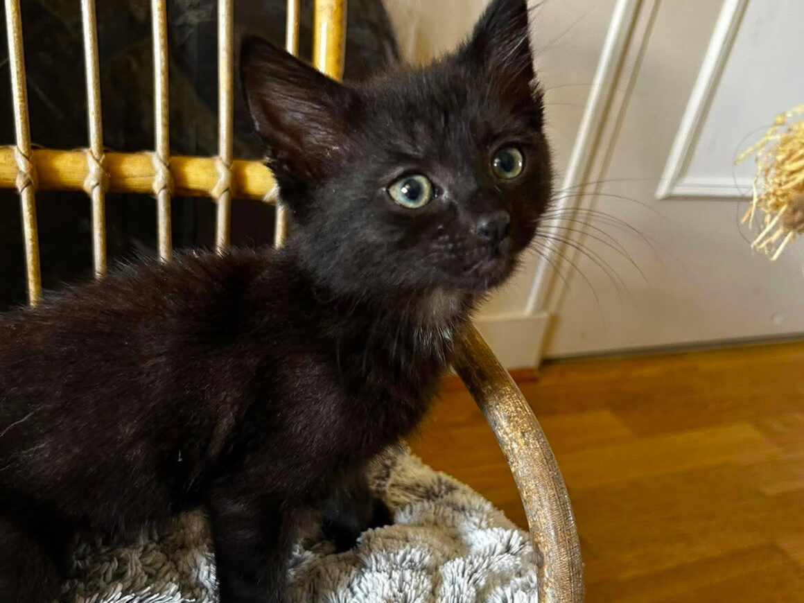 2 Blacky