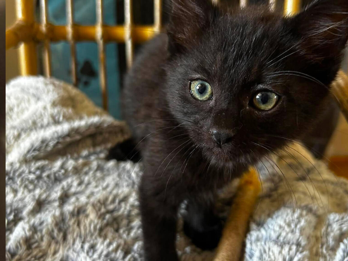 3 Blacky