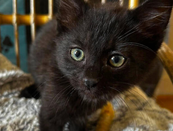 Blacky