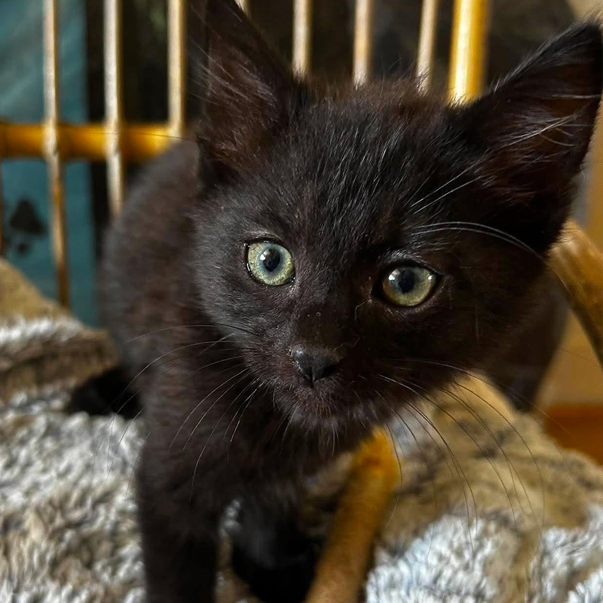 Blacky