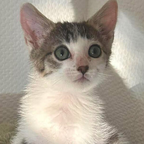 Butternut