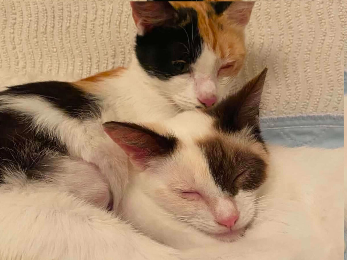 1 Abellule et Abeille