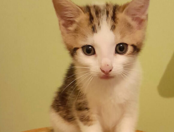 Balthazar