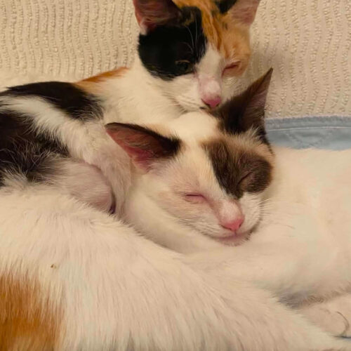 Abellule et Abeille