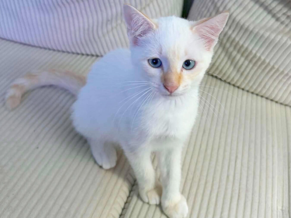 1 Bleuet