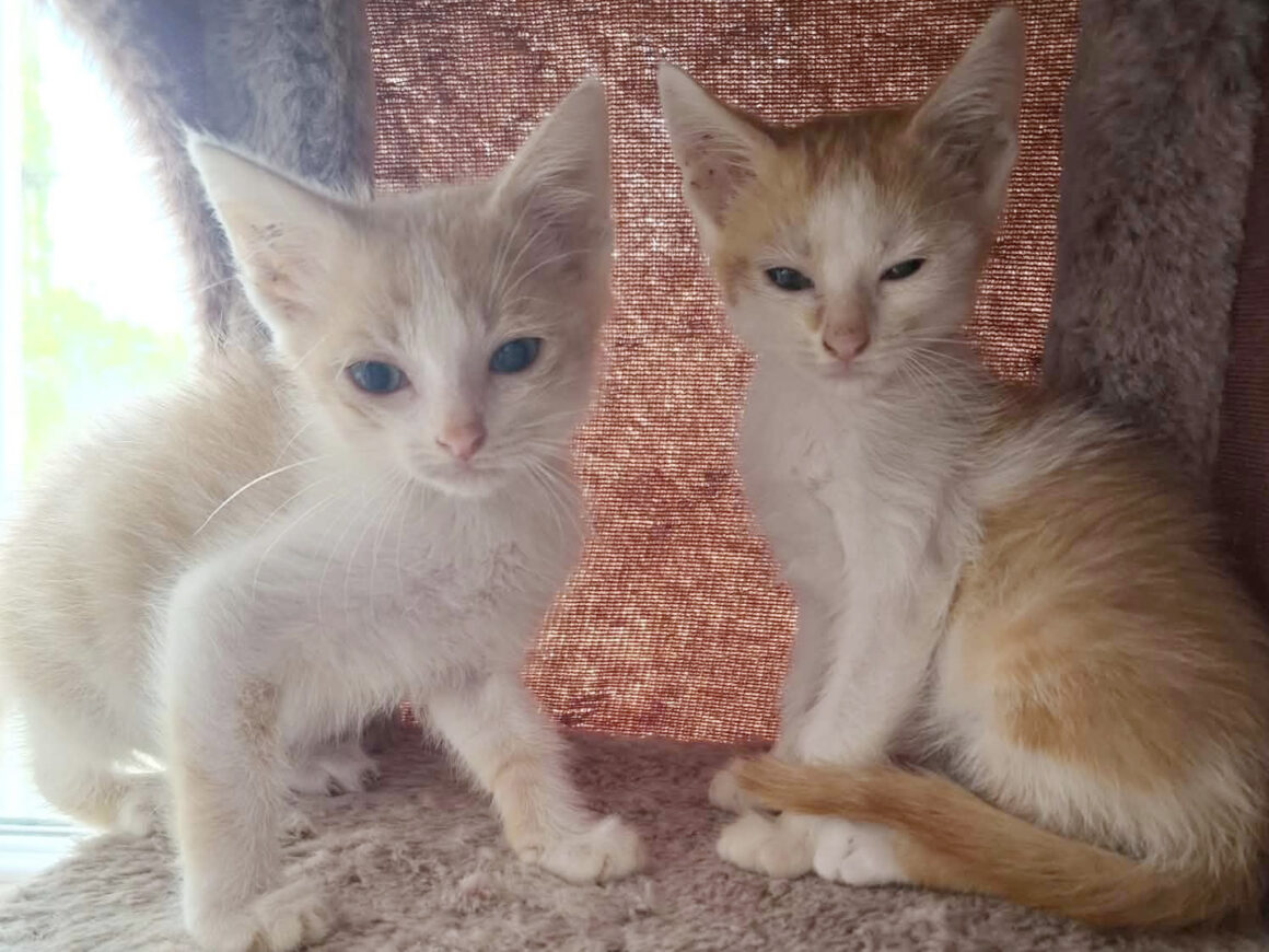 2 Bornero