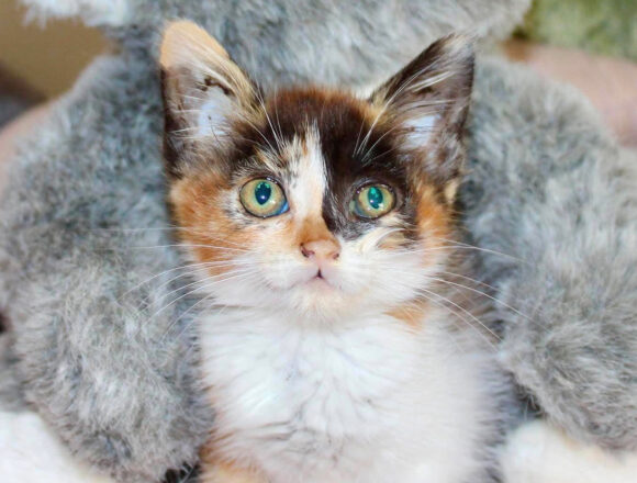 Bernadette